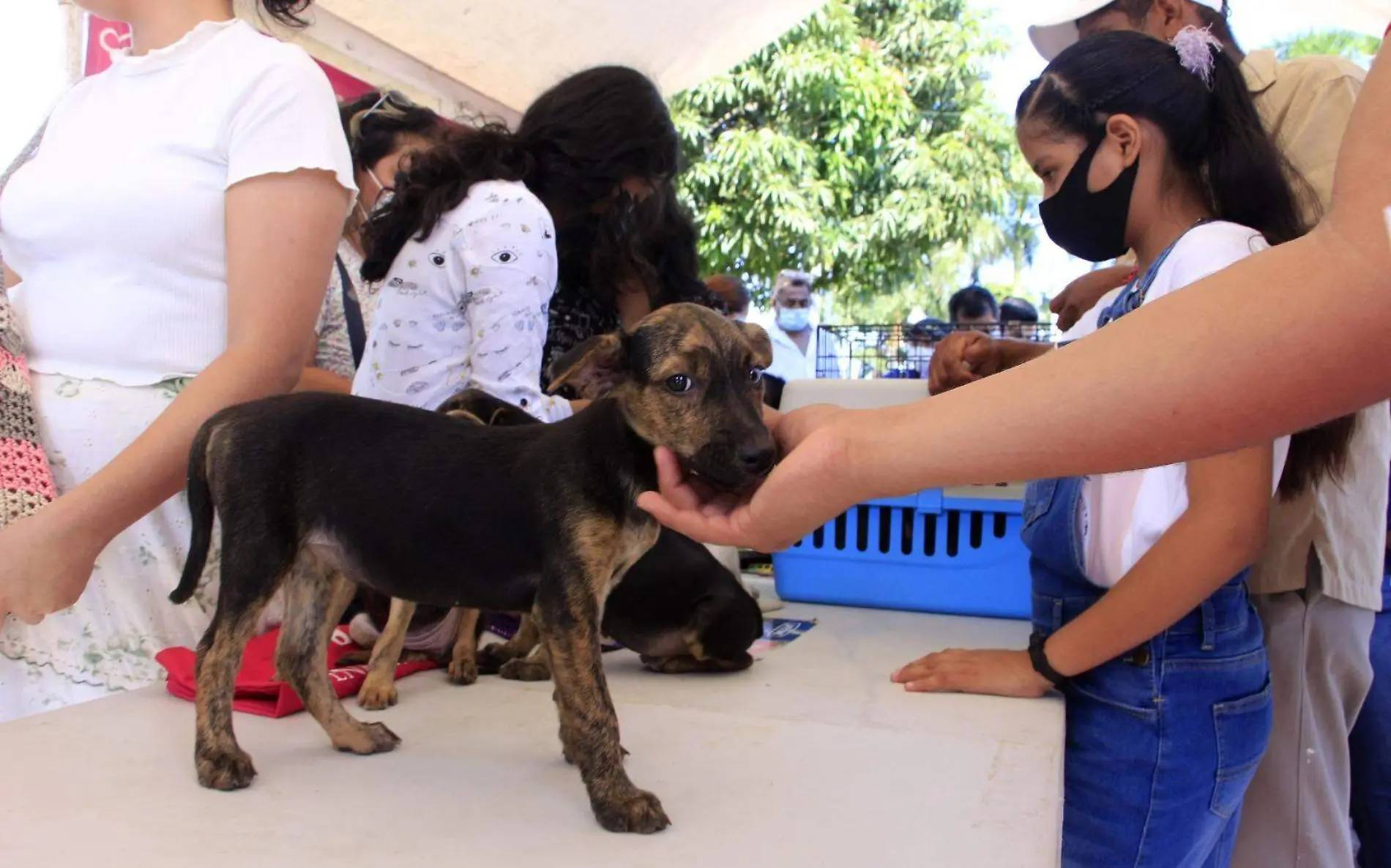 Habrá foro para prevenir maltrato animal en Tamaulipas 